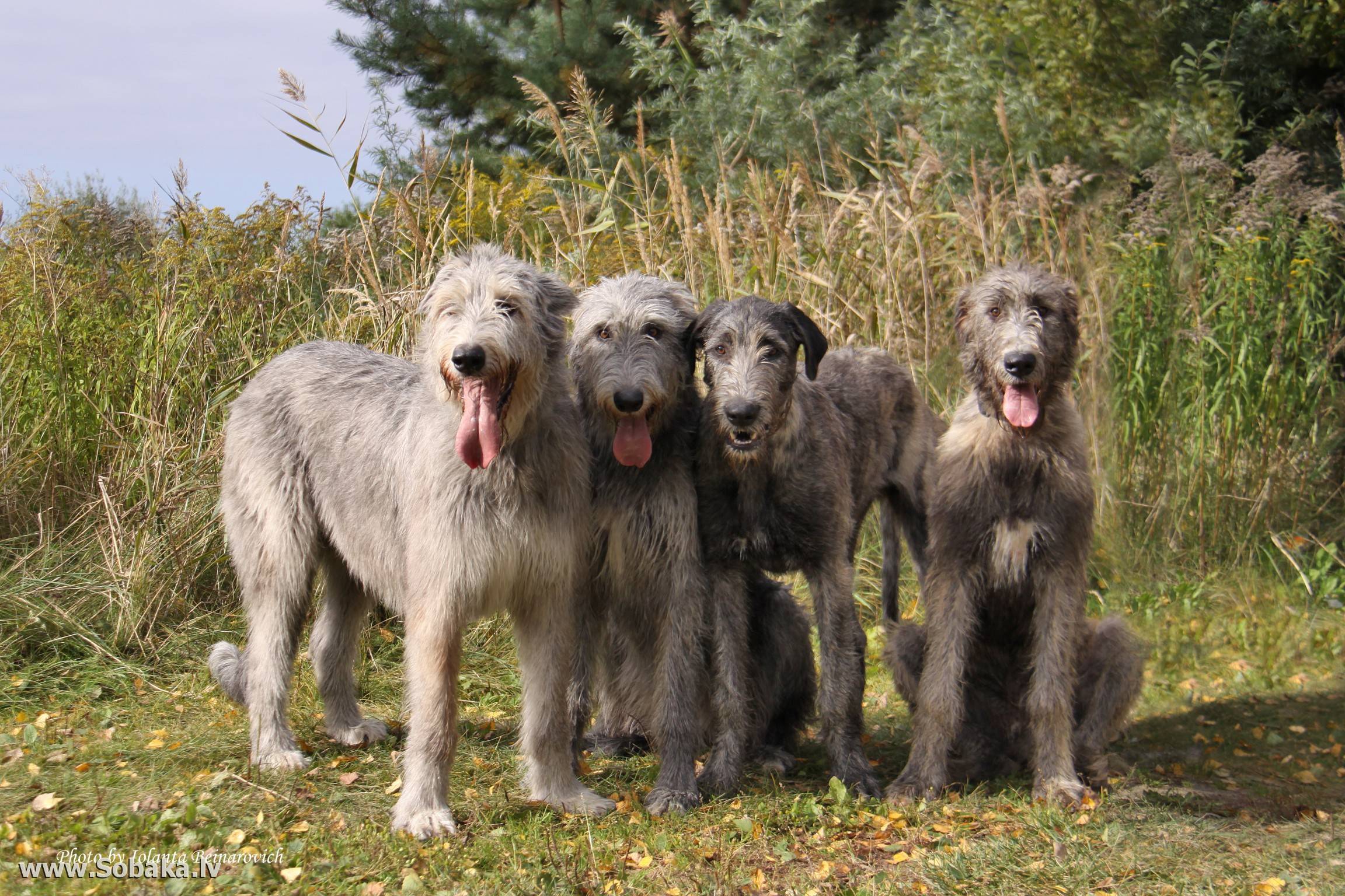 Все о собаках породы ирландский волкодав! wikipet.ru