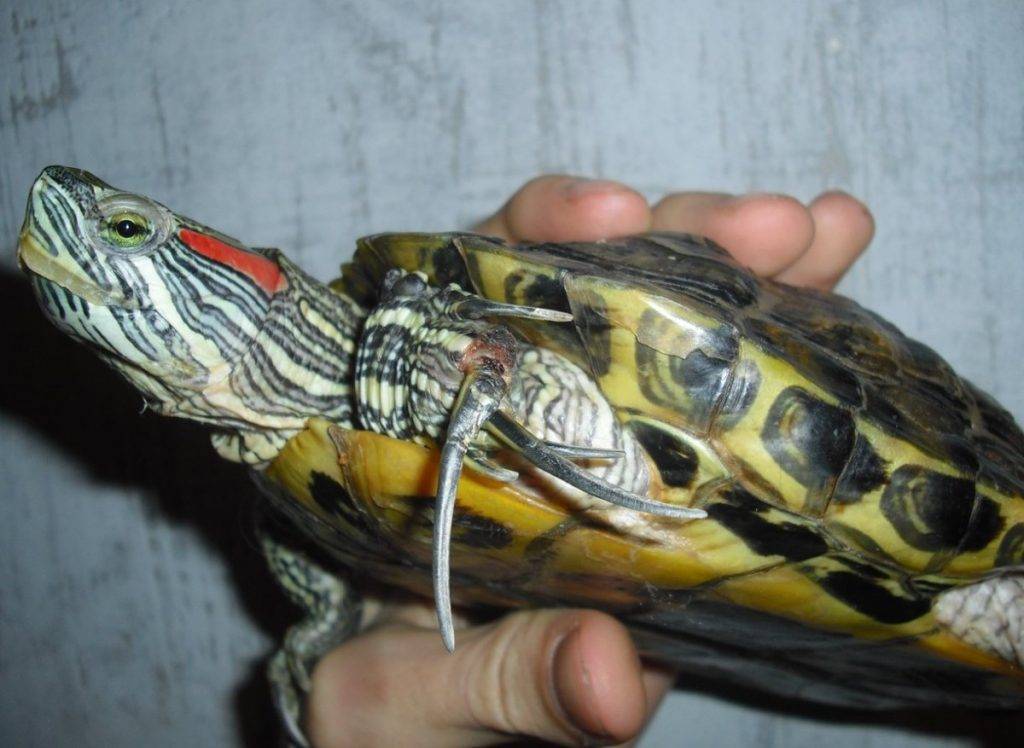 Красноухая черепаха не ест, вялая и спит в домашних условиях: почему перестала есть, что делать, можно ли заставить, причины потери аппетита - kotiko.ru