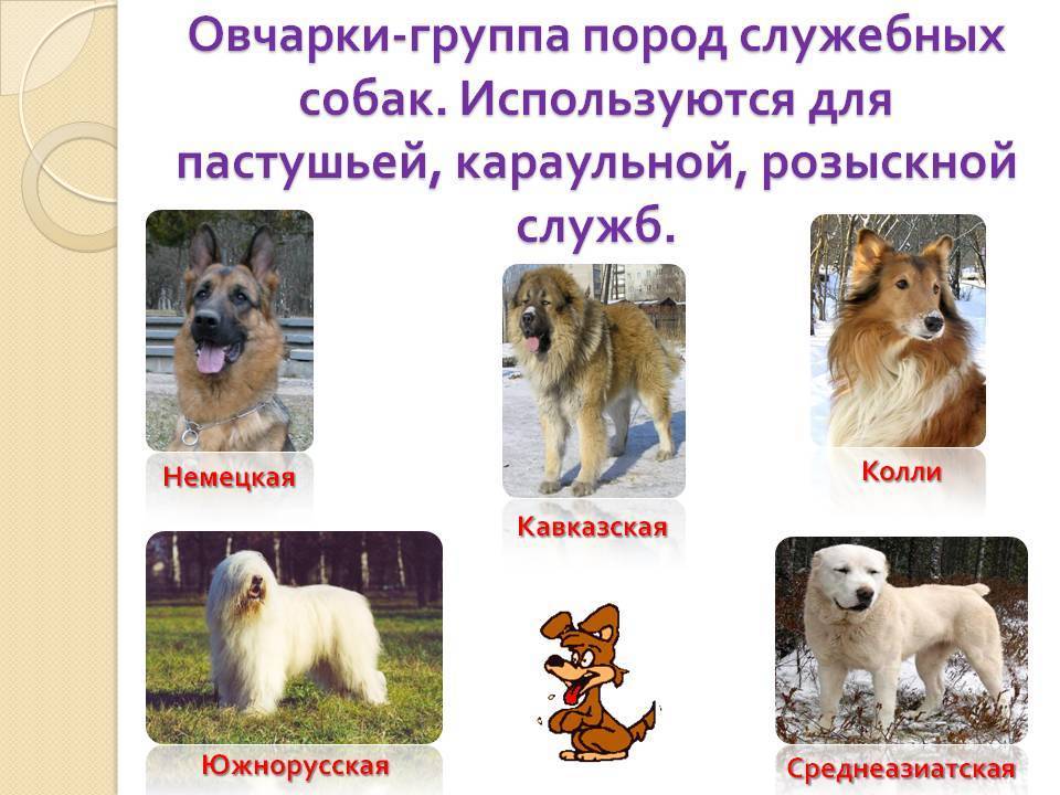 Служебные породы собак: топ-10 с фото и названиями | «дай лапу»