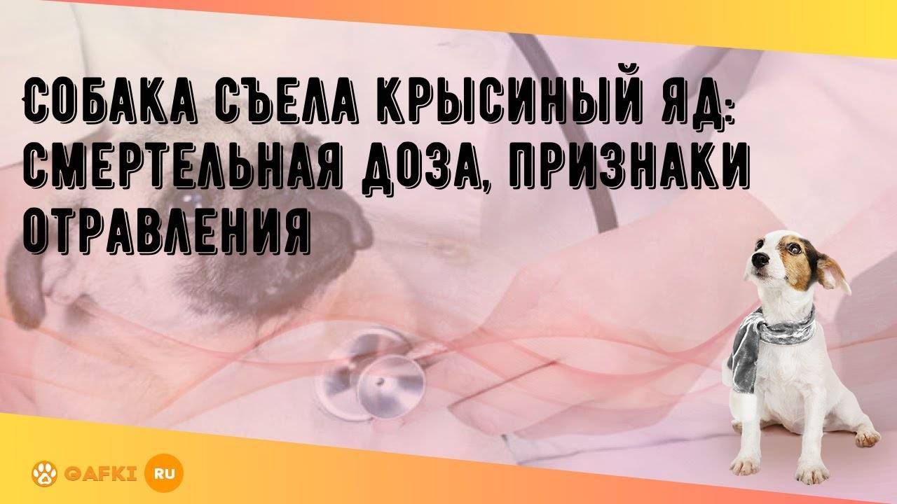 Отравление крысиным ядом у собак: определяем симптомы, первая помощь, антидот, лечение - блог о животных - zoo-pet.ru