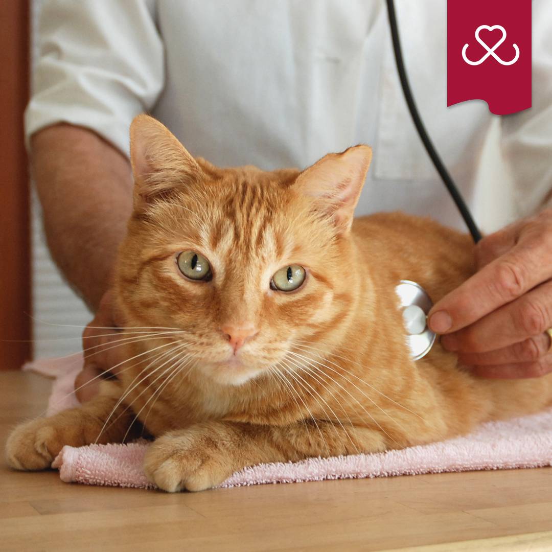 Лейкоз (лейкемия) у кошек – симптомы, диагностика, лечение, прогноз, передается ли человеку