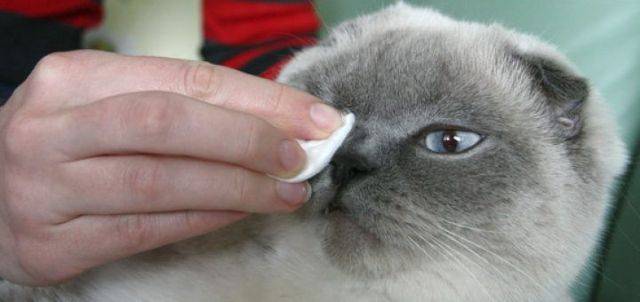 Выделения из глаз у кошки: симптомы болезней, чем лечиить.