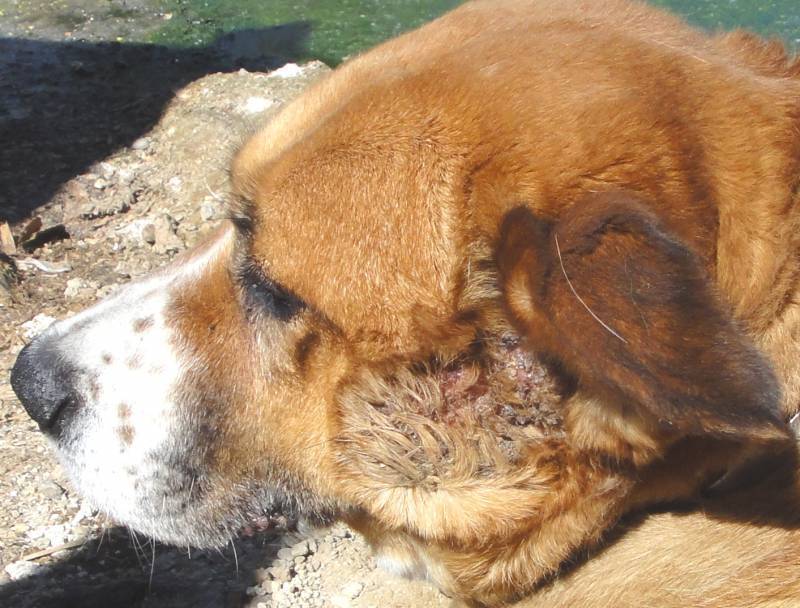 Собака трясет головой и чешет уши: причины, симптомы ушных заболеваний, лечение народными средствами