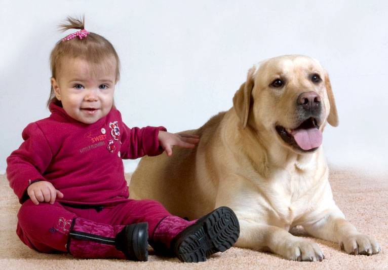 Топ самых лучших пород собак в мире в квартиру для семьи с детьми