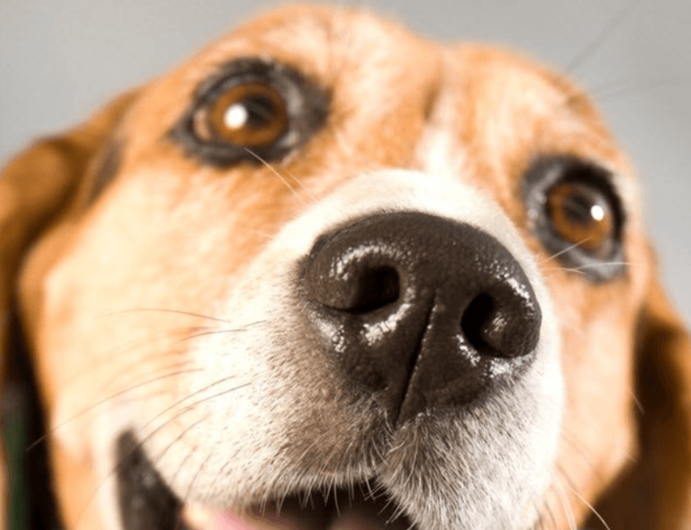 Какой нос должен быть у здоровой собаки: мокрый, холодный или сухой