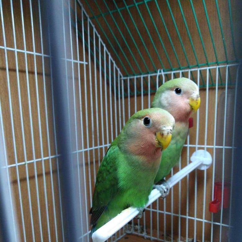 [новое исследование] попугаи неразлучники: уход и содержание в домашних условиях, питание, размножение, отзывы владельцев