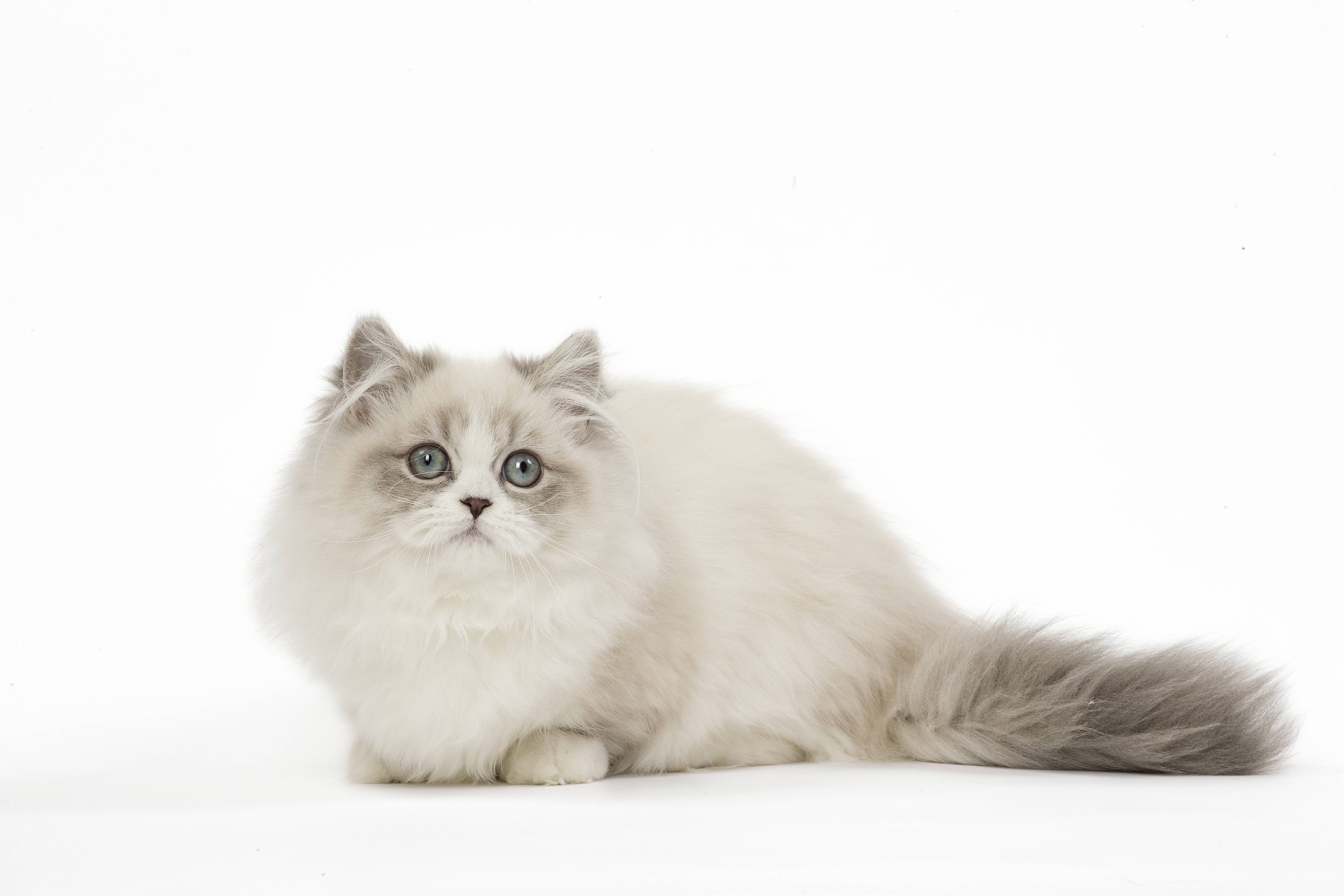 Породы кошек для аллергиков: 19 малоаллергенных кошек с фото и описанием