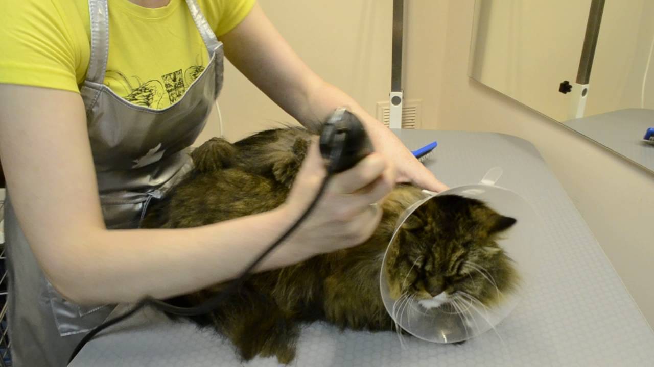 Как подстричь шерсть коту