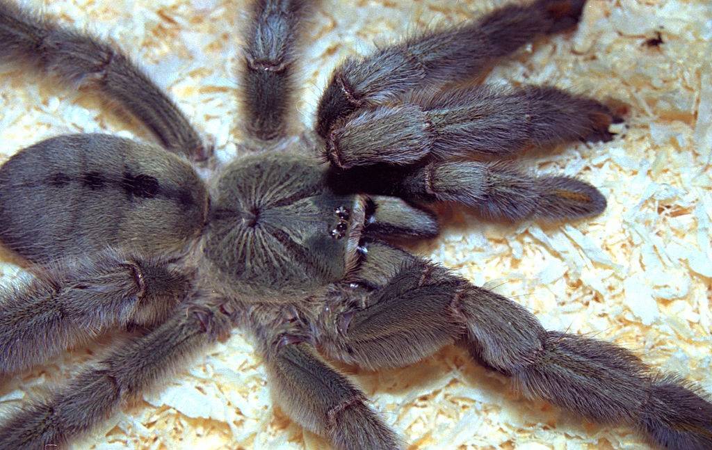 Как выглядит огненноногий паук птицеед brachypelma boehmei?