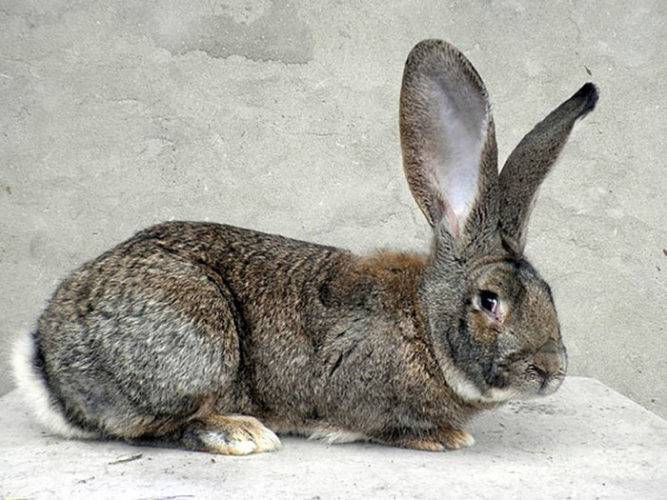 Особенности кролика породы большое светлое серебро