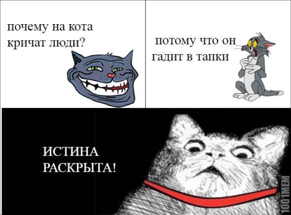 Почему кошки боятся пылесоса? – pet-mir.ru