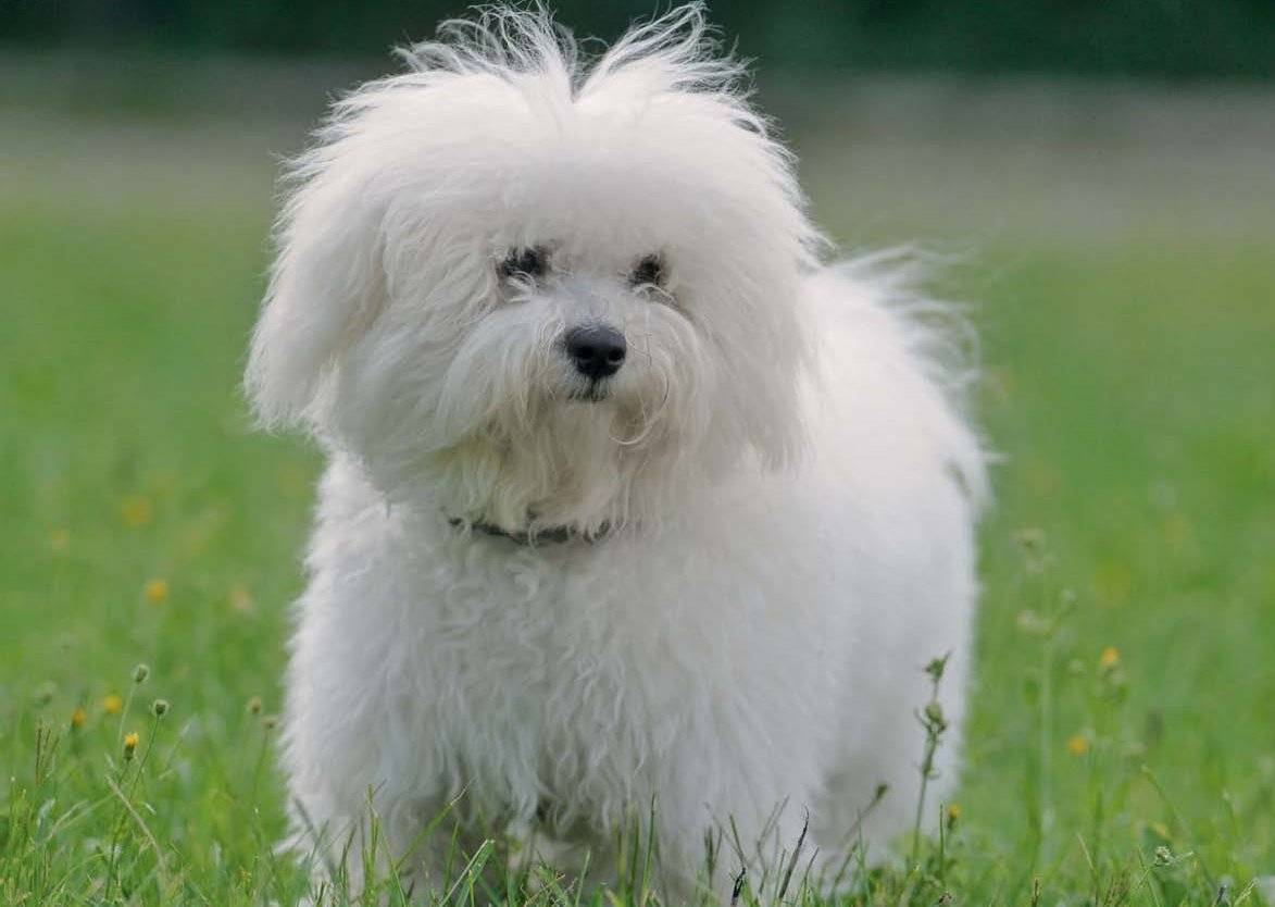 Болоньез (итальянская болонка) — фото и описание породы собак