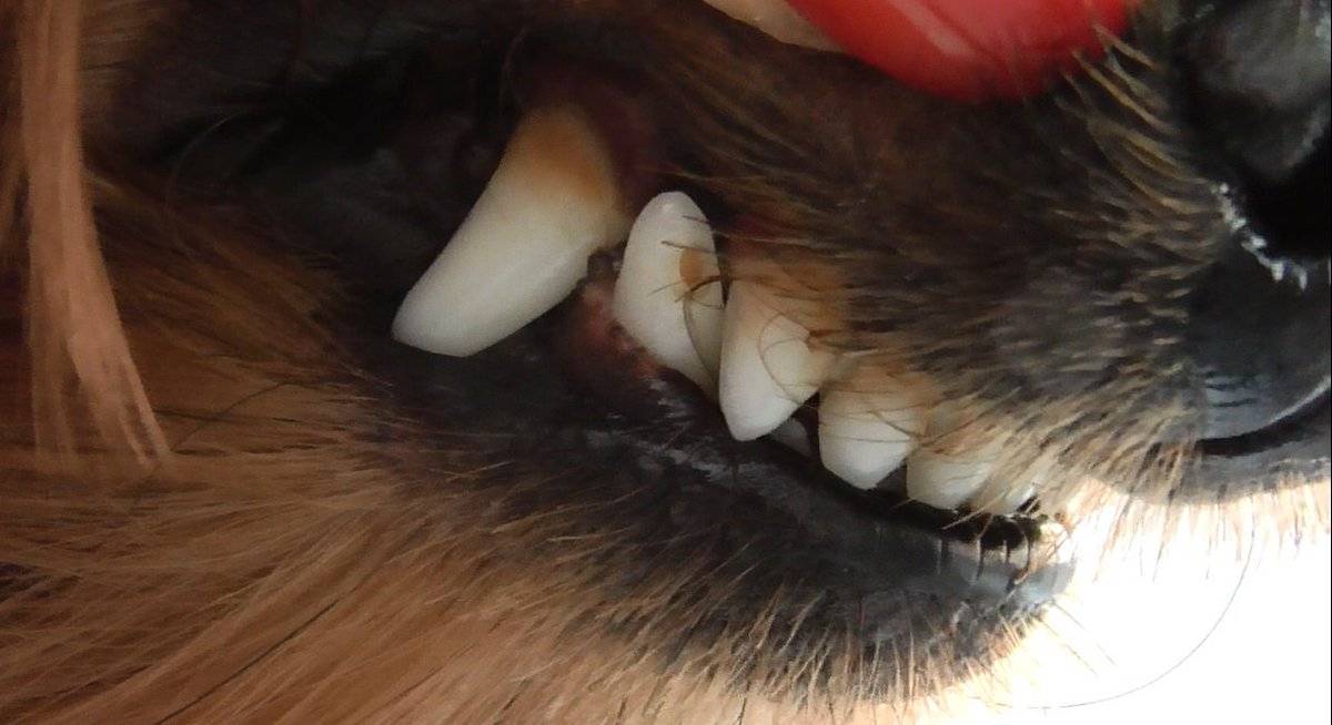 Неприятный запах изо рта у собаки: причины, лечение и профилактика