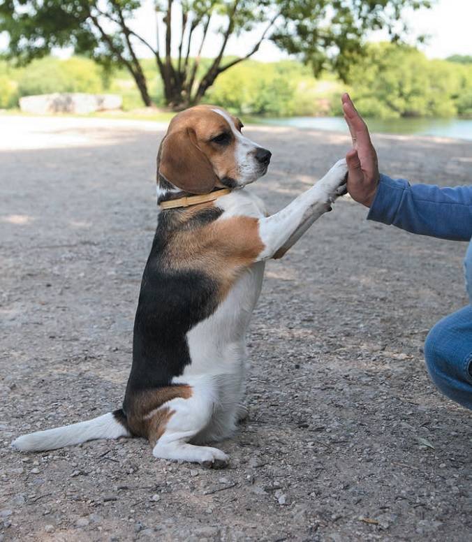 Как дрессировать собаку в домашних условиях: зачем нужно разучивание команд
 | 7hands