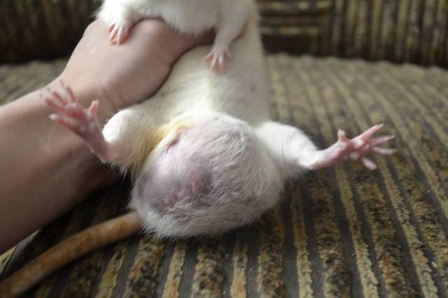 Беременная крыса: сколько длится период вынашивания