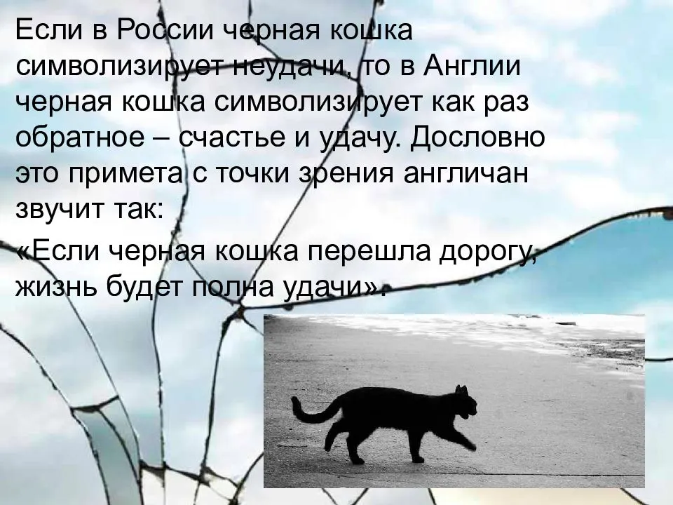 Что приносит серый кот в дом – приметы и суеверия