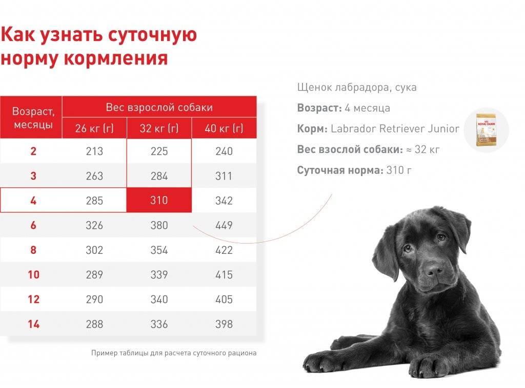 Как определить возраст собаки: по зубам, по человеческим меркам | petguru