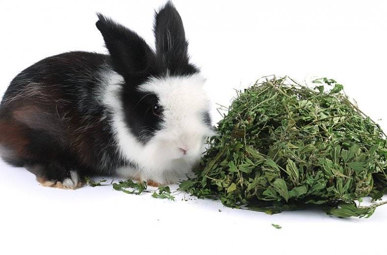 Едят ли кролики полынь?