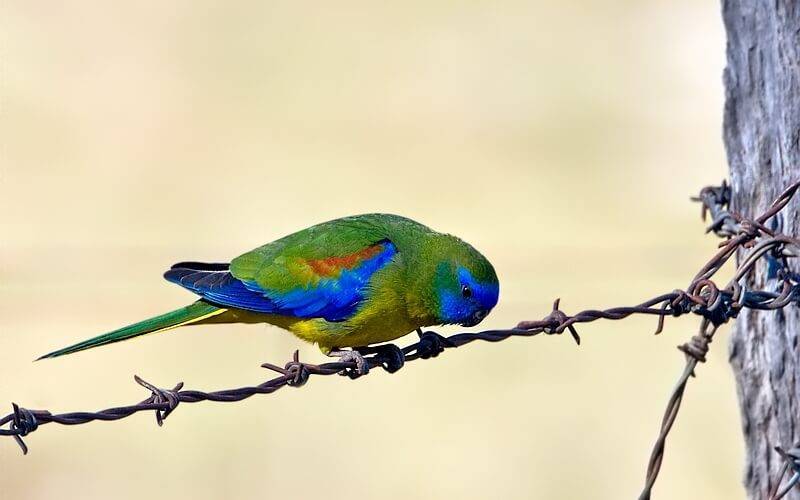 Красногрудый травяной попугайчик (neophema splendida): фото, видео, содержание, разведение, купить