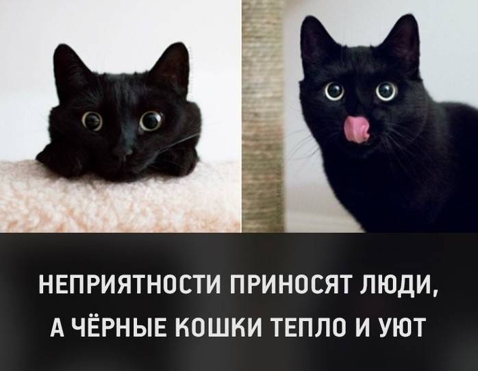 Черный кот или кошка в доме: приметы с положительным и негативным толкованием
