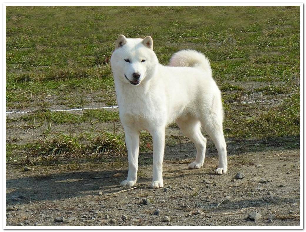 Хоккайдо (айну-кен): описание японской породы собаки с фото и видео