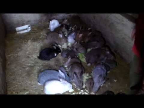 Разведение кроликов в яме в домашних условиях: советы, видео