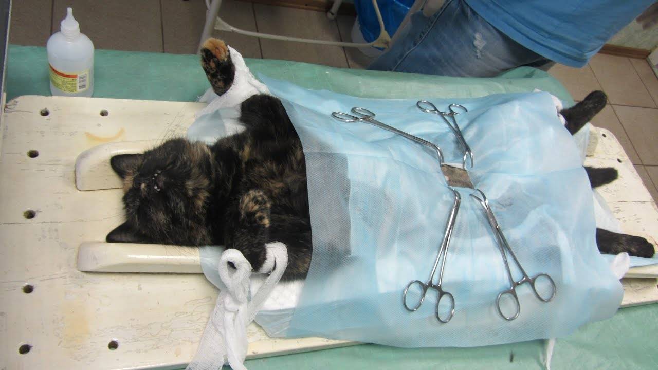 Кастрация кота: особенности подготовки к процедуре и дальнейшего ухода