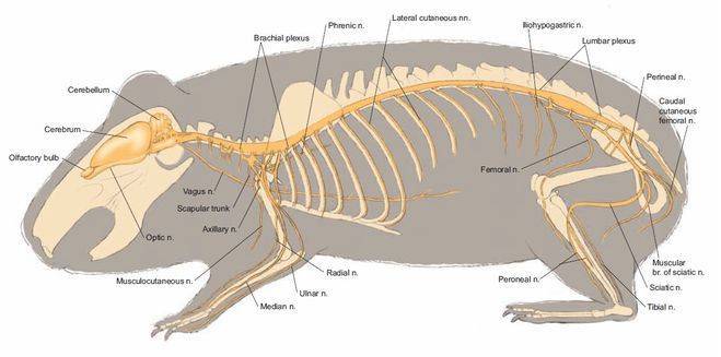 Скелет и анатомия крысы, особенности черепа, внутреннее строение и расположение органов