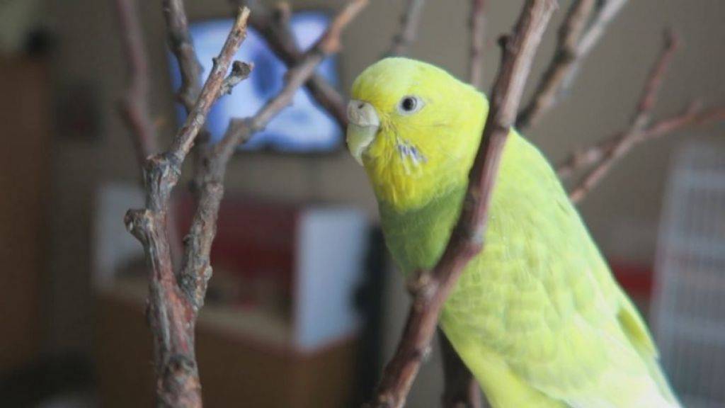 Домашние виды попугаев, 10 лучших пород попугаев для дома