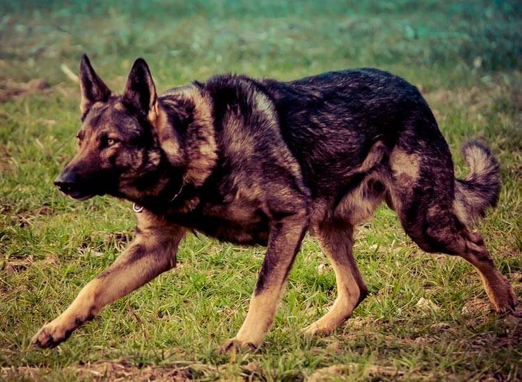 ᐉ итальянская волчья собака – русский вольфхунд - zooshop-76.ru