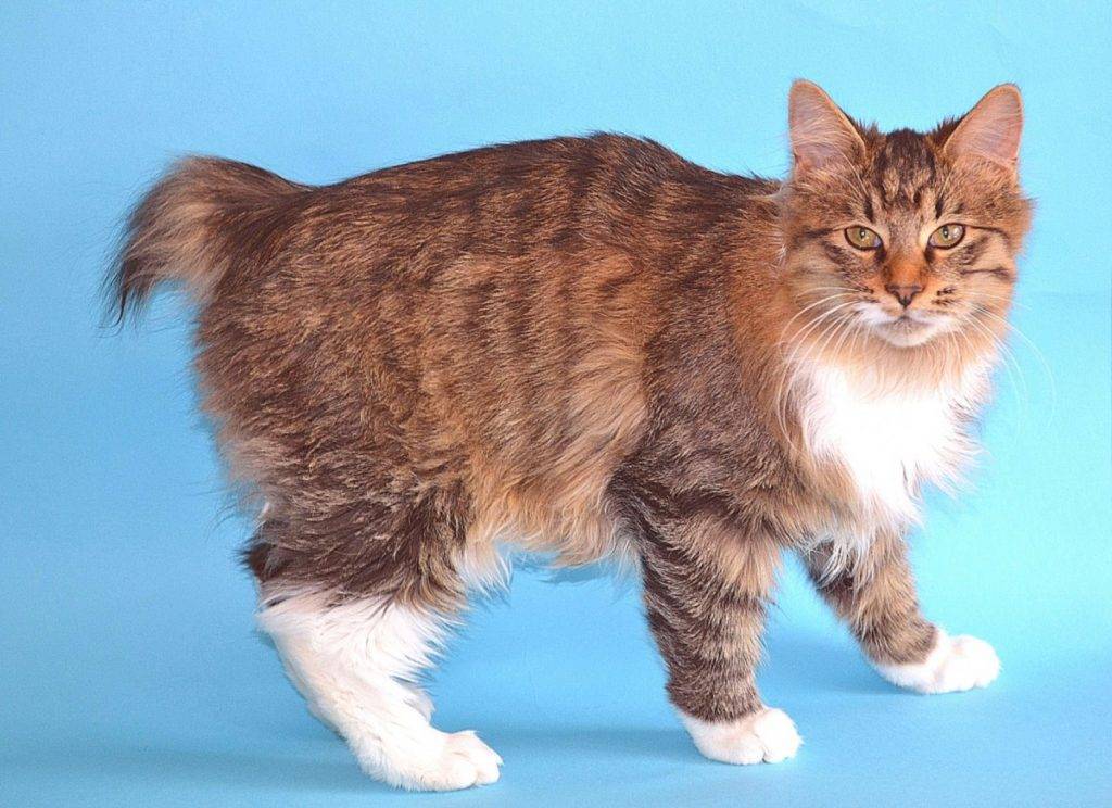 Породы котов с длинным хвостом: описание и фото | кот и кошка