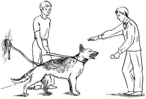 Учим щенка и собаку команде «сидеть» — советы кинологов ⋆ собакапедия