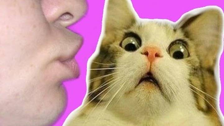 Почему нельзя целовать кошек в морду - мамин советник