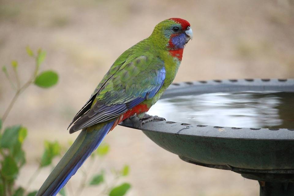 Синеголовый красногузый попугай