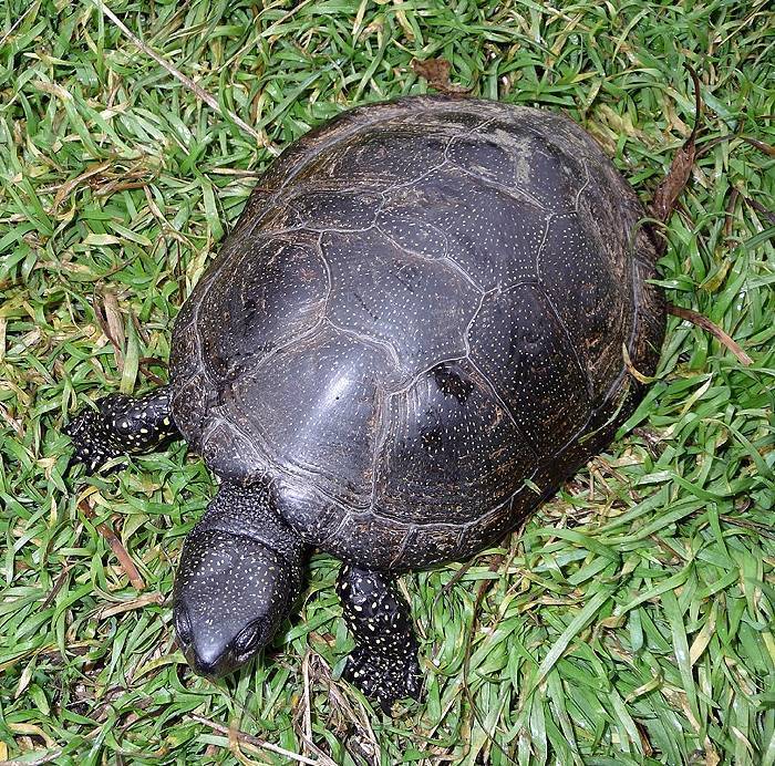 Дальневосточная черепаха: как выглядит, где обитаем, чем питается и интересные факты (фото)