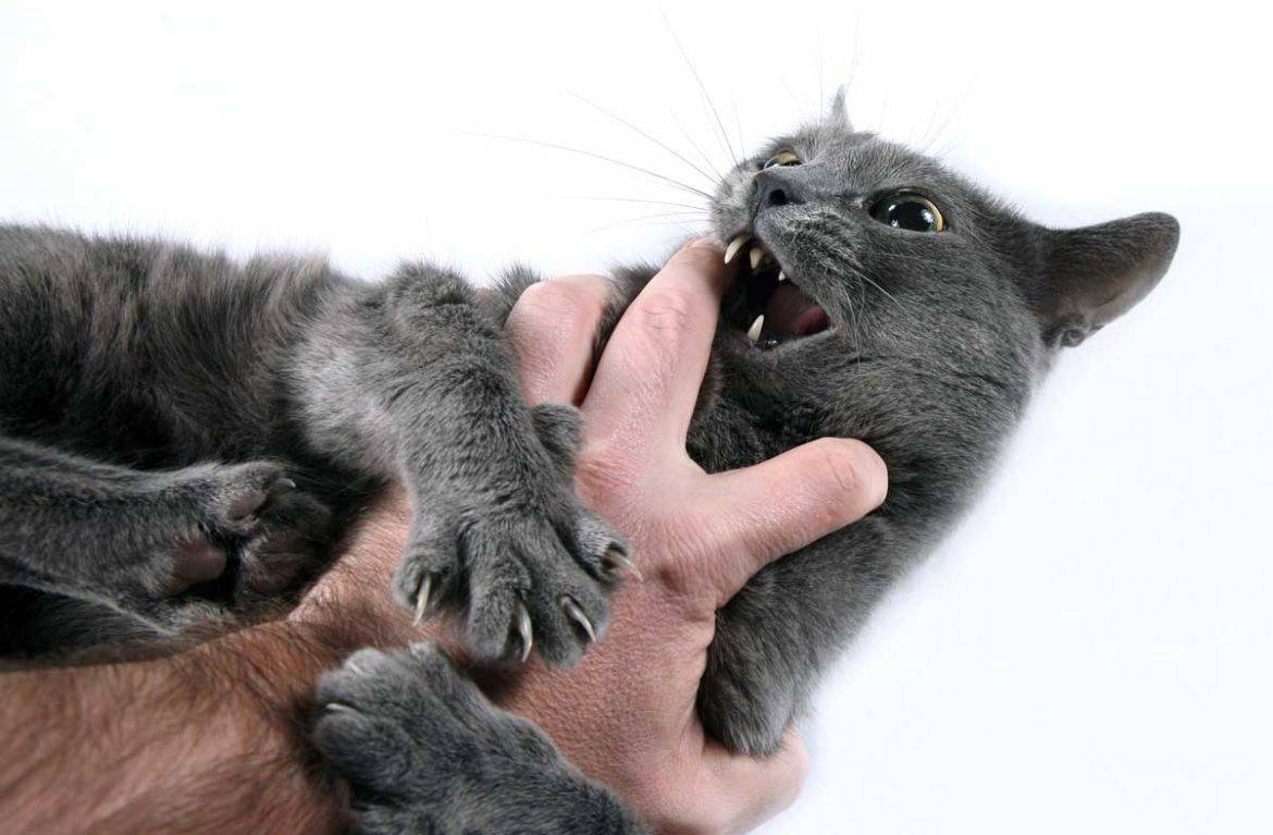 Почему кот кусает за ноги хозяйку: что делать, причина
