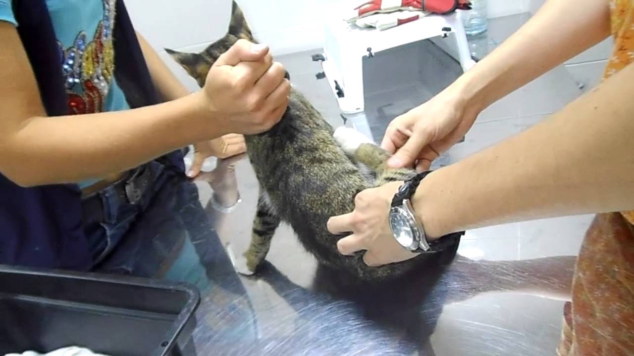 Парезы и параличи у кошек - симптомы и лечение