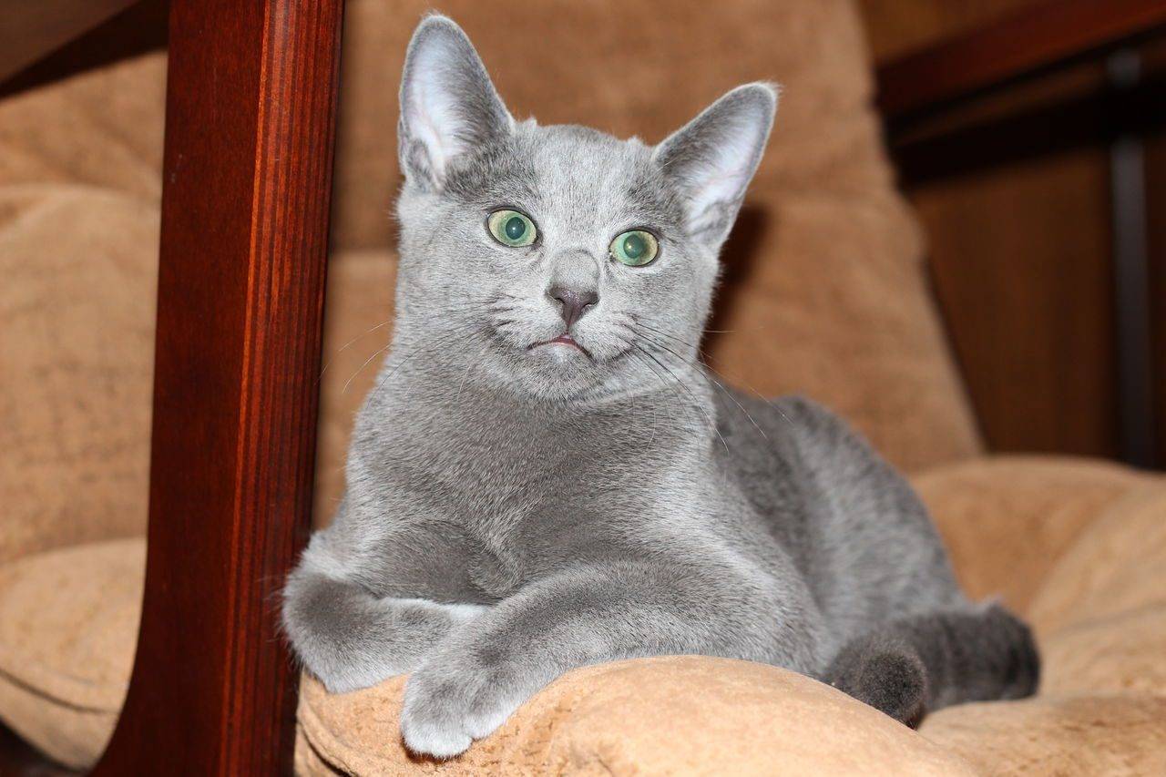 Русская голубая кошка описание породы фото