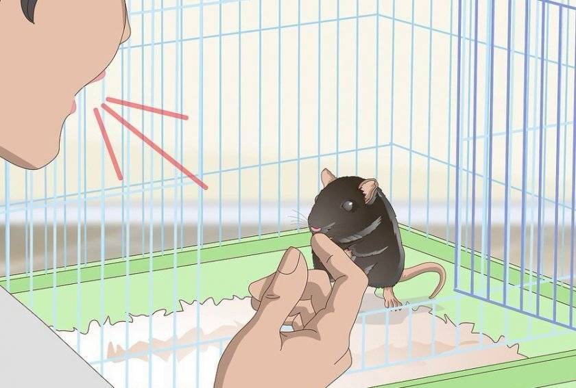 [новое исследование] как отучить домашнюю крысу кусаться и почему она кусается: инструкция