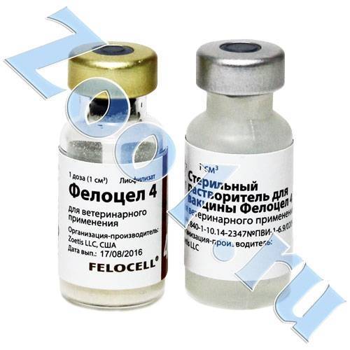 Фелоцел — вакцина для кошек и котов