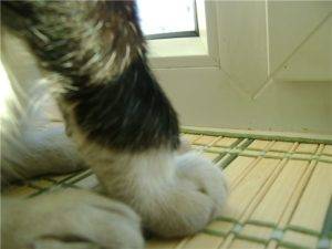 Кот или кошка хромает на переднюю или заднюю лапу: что делать | причина, почему