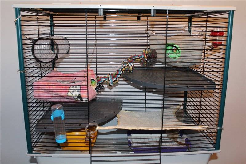 (обновлено) самый легкий способ сделать клетку для крысы своими руками из подручных материалов в домашних условиях