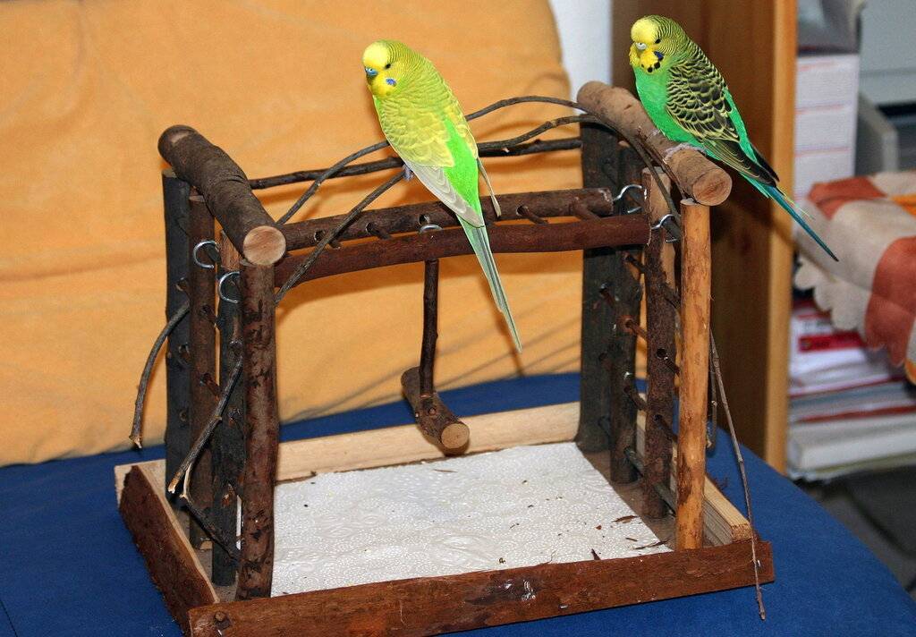 Купалка для попугаев (волнистых, корелл) своими руками: как сделать, как установить, как приучить