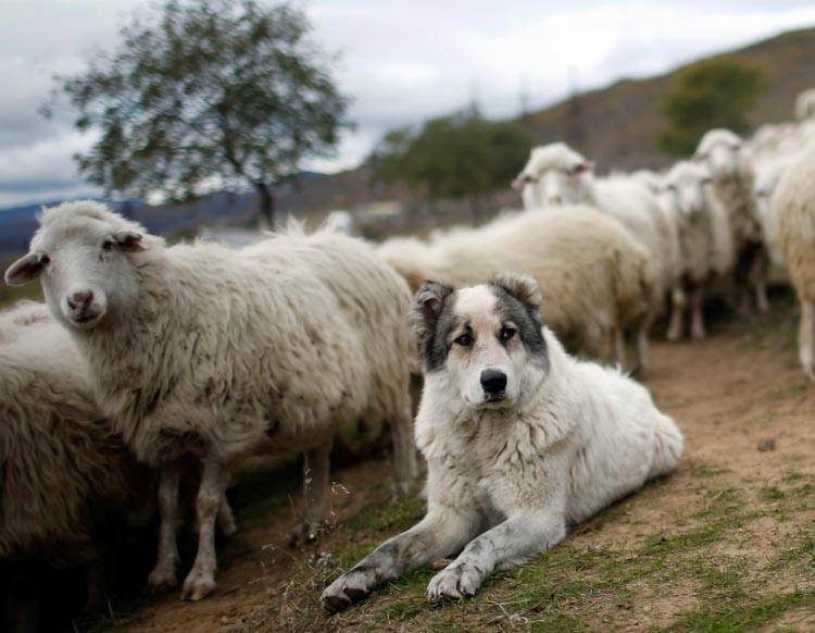 Породы собак пастушьи: названия, описания, характеристики
