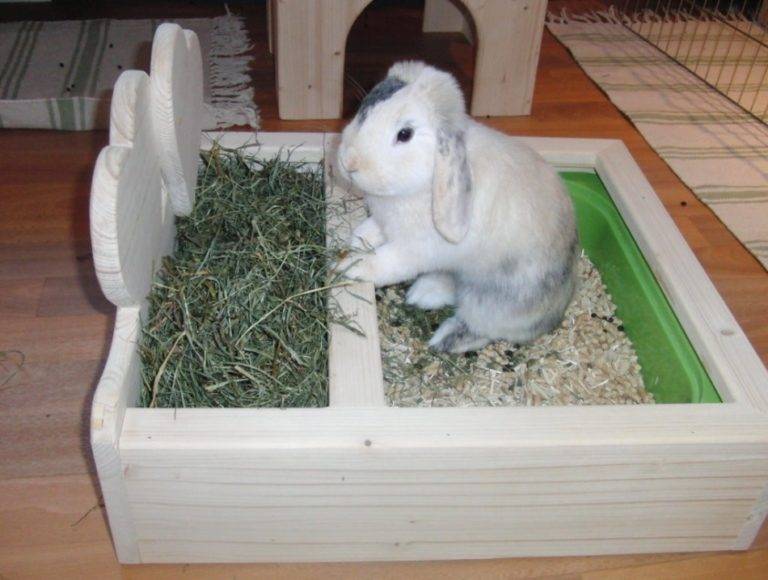 Выбираем лоток кролику и приучаем его к туалету