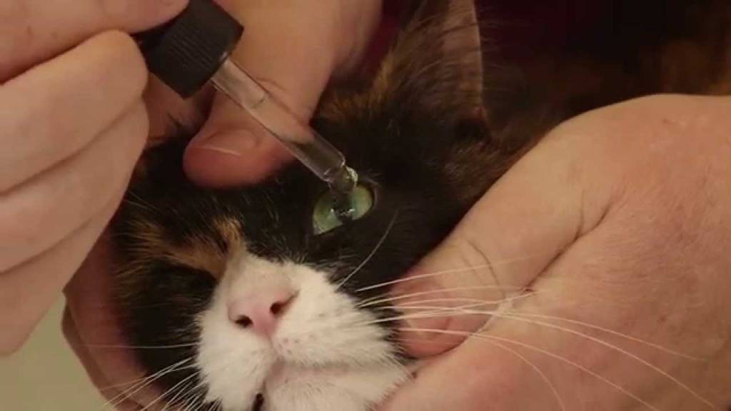 У кота слезятся глаза - причины и правильное лечение