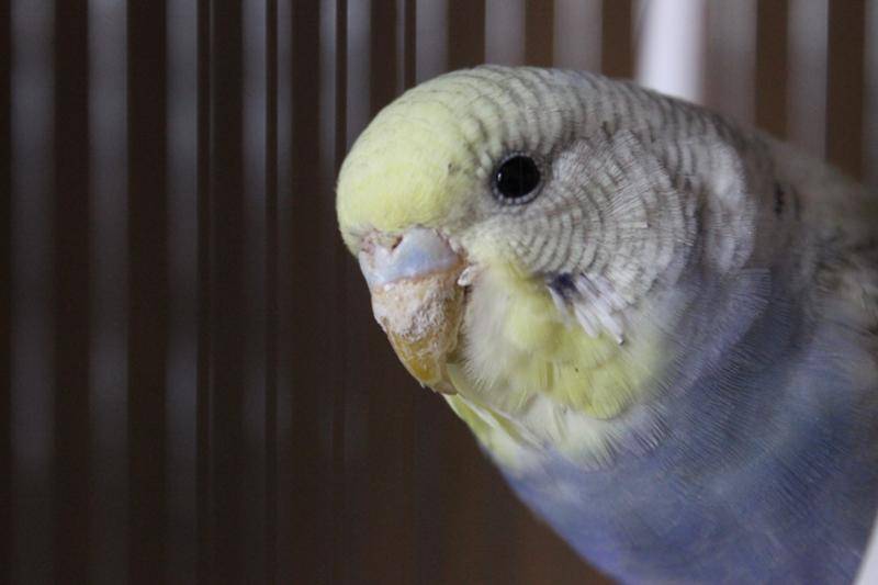 Почему волнистый попугай открывает клюв без звука и вытягивает шею