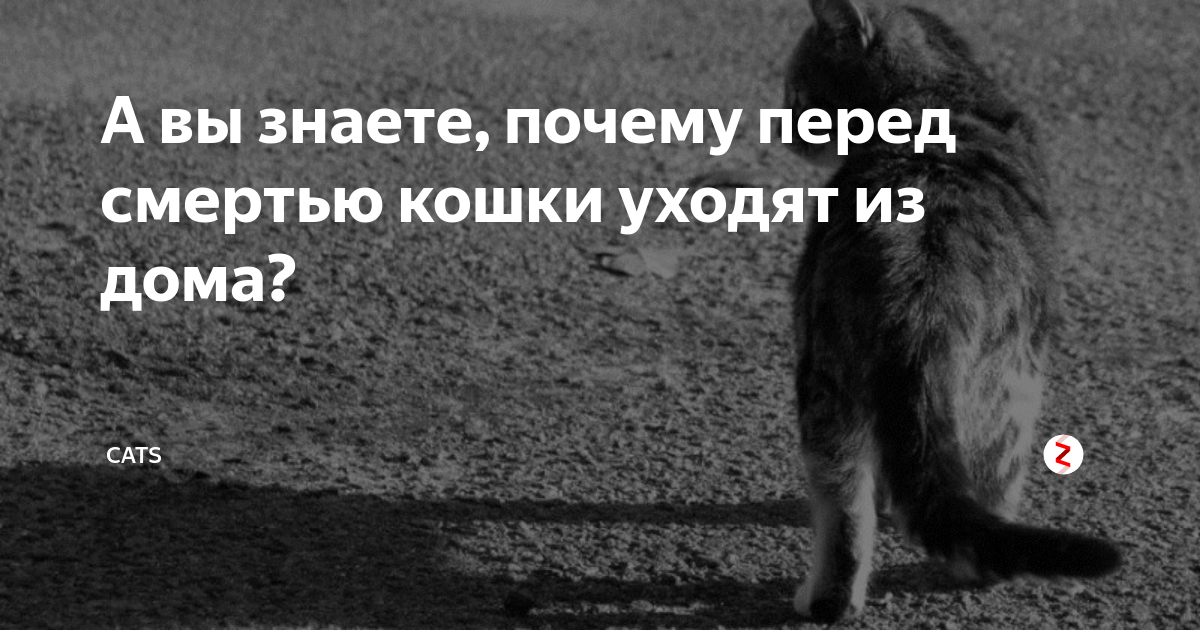 Уходят погибать. Кот уходит из дома. Кошки уходят перед смертью. Почему коты уходят.