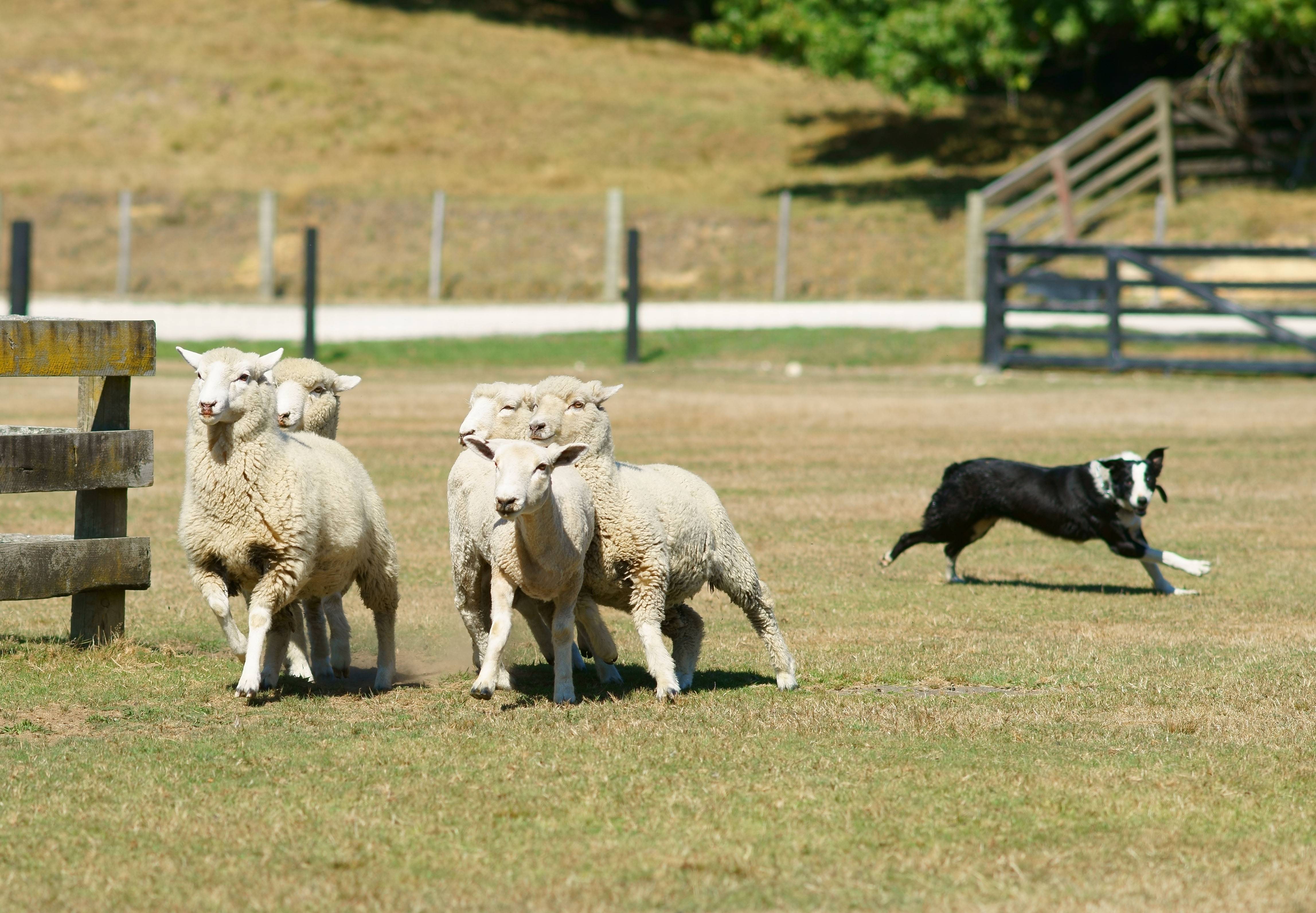 Самые лучшие пастушьи собаки в мире (фото), топ-10 самых лучших пород пастушьих собак планете земля