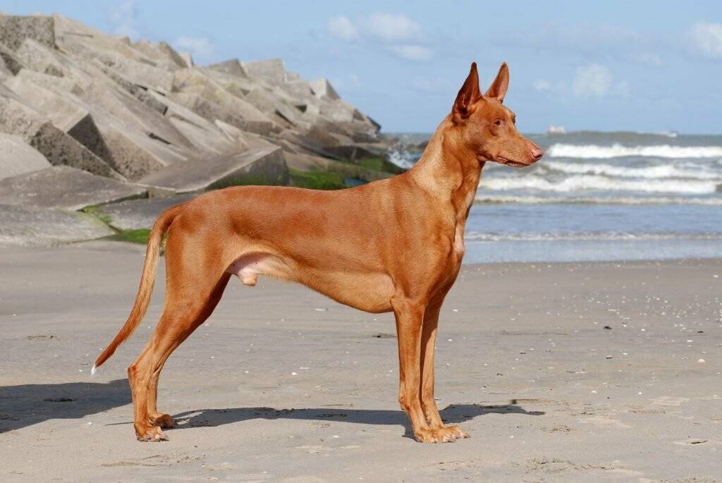 Фараонова собака: фото, описание породы, отзывы, характер, болезни